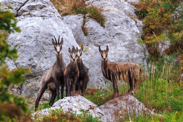 chamois, Chartreuse, Alpes