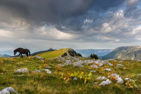 chevaux au Charmant Som, Chartreuse, orage