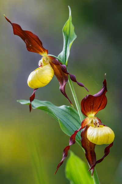 orchidée, sabot de Vénus, Cypripedium calceolus, stage photo flore, stage macro-photo,