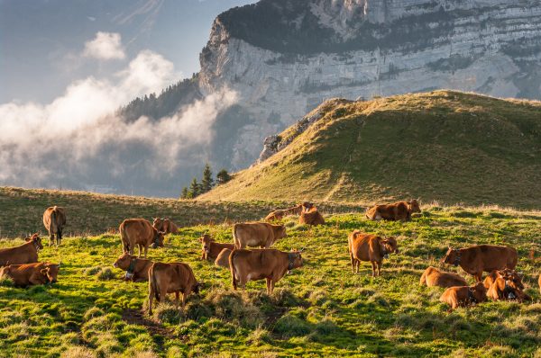 troupeau de vaches tarines à l'alpage, Charmant Som, Chartreuse, Alpes