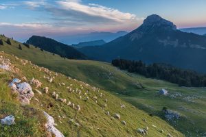 Chartreuse, french Alps, Chamechaude from Pravouta, sheeps on pasture