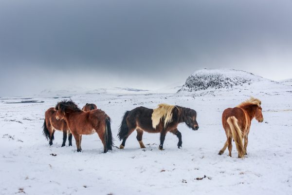 Islande, Snaefellsnes, poney islandais, Iceland