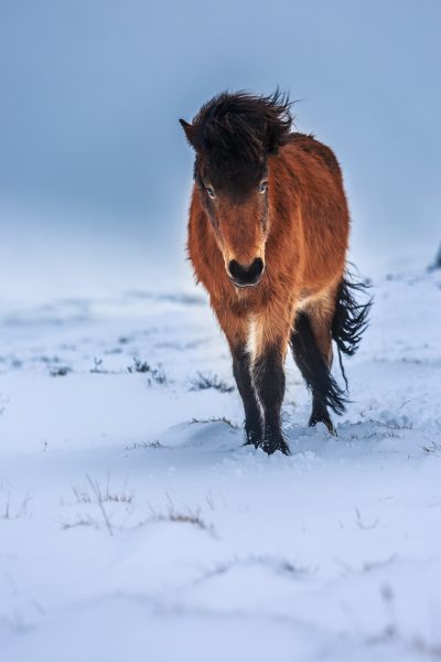 Islande, Snaefellsnes, poney islandais, Iceland