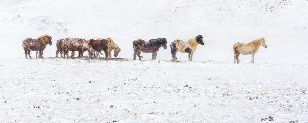 Islande, Snaefellsnes, poney islandais, Iceland