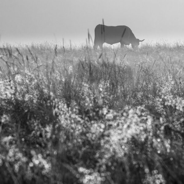 Aubrac, noir et blanc, vache aubrac, Lozère, Aveyron, Cantal