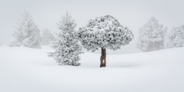 arbre, réserve naturelle, Savoie, Isère, neige, hiver, Chartreuse,