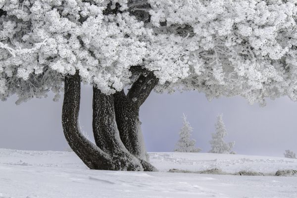 arbre gelé, réserve naturelle, Savoie, neige, hiver, Chartreuse,