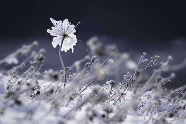 fleur de givre, Savoie, neige, hiver, STAGE PHOTO EN Chartreuse,