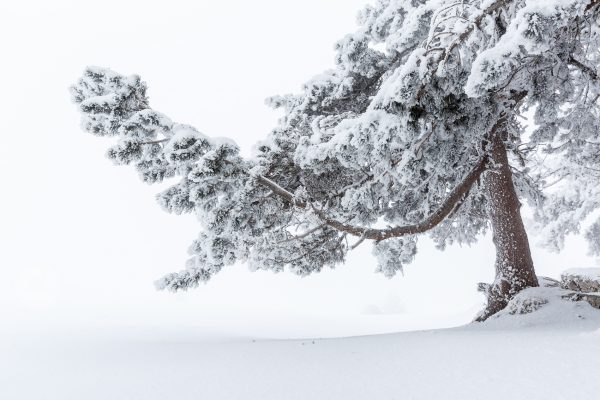 arbre, Isère, neige, hiver, Chartreuse, hauts-plateaux, réserve naturelle