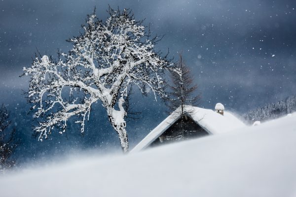 arbre et chalet, Savoie, neige, hiver, Chartreuse,