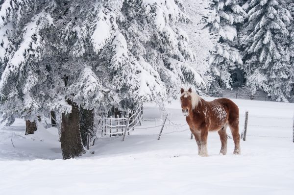Cheval dans la neige, Isère, Savoie, neige, hiver, Chartreuse