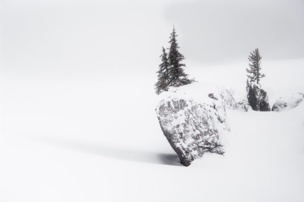 arbre, Isère, neige, hiver, Chartreuse, hauts-plateaux, réserve naturelle