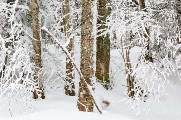 Arbres sous la neige en Chartreuse, Isère, Savoie