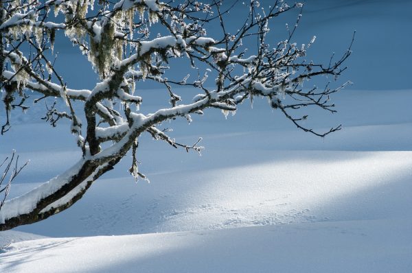 arbre hiver en Chartreuse, Isère, Savoie, photo de paysage d'hiver en montagne