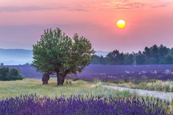 lever de soleil sur un champ de lavandes, Provence