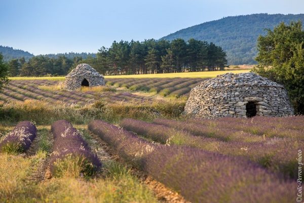 bories dans un champ de lavandes en Provence