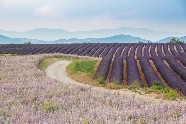 Champ de lavande au cours d'un stage photo en Provence