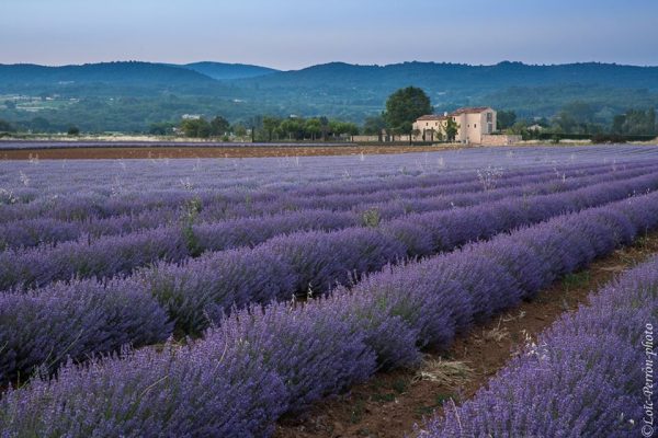 champ de lavandes pendant un stage photo en Provence