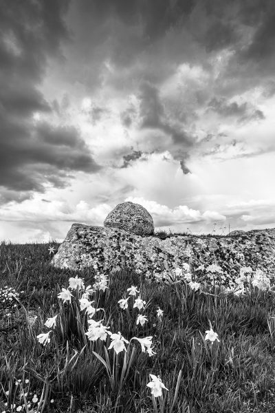 Paysage d'Aubrac en noir et blanc, jonquilles