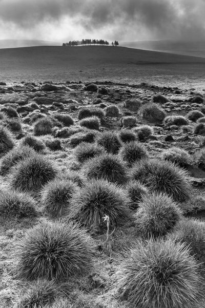 Aubrac en noir et blanc, paysage et jonquille isolée