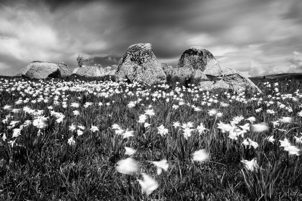 Aubrac en noir et blanc, champ de jonquilles