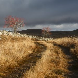 chemin d'automne, couleurs d'automne en Aubrac