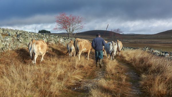 éleveur et son troupeau sur un chemin , couleurs d'automne en Aubrac