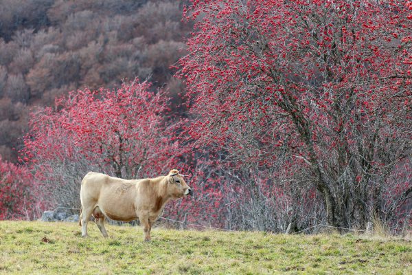 couleurs d'automne en Aubrac pendant un stage photo en Aubrac