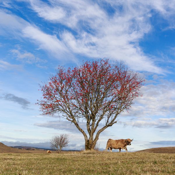 couleurs d'automne en Aubrac, vache de race Aubrac