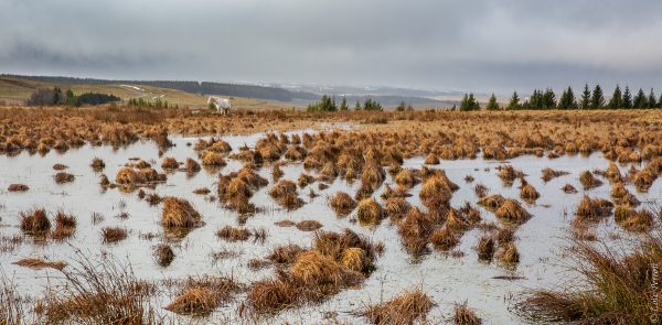 Quand l'Aubrac se fait Connemara...