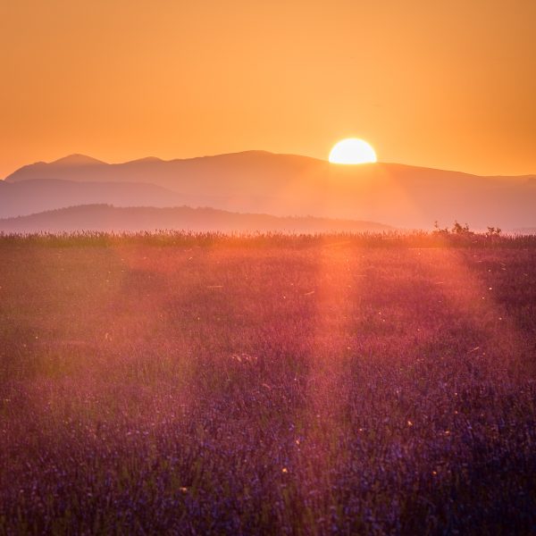 Lever de soleil sur champ de lavande en fleur, Provence