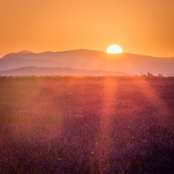 Lever de soleil sur champ de lavande en fleur, Provence