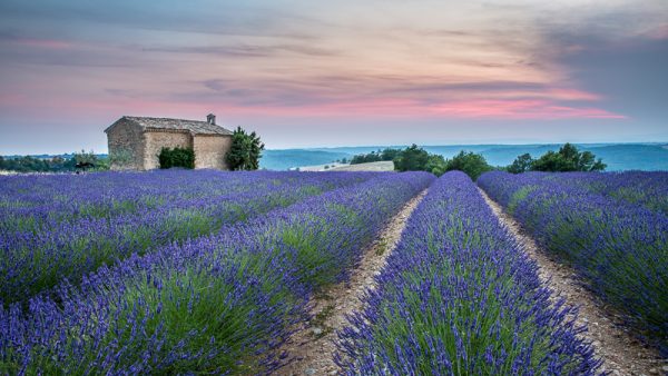 Lever de soleil sur champ de lavande en fleur, Provence