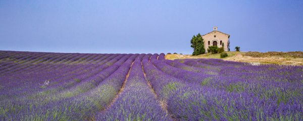 Chapelle et champ de lavande en fleur, Provence