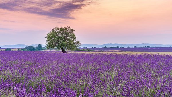 Lever de soleil sur champ de lavande en fleur, Provence