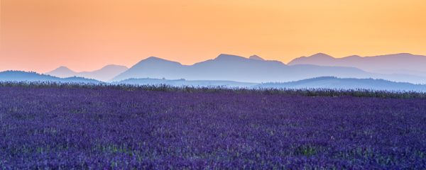 Lever de soleil sur champ de lavande en fleur, Provence