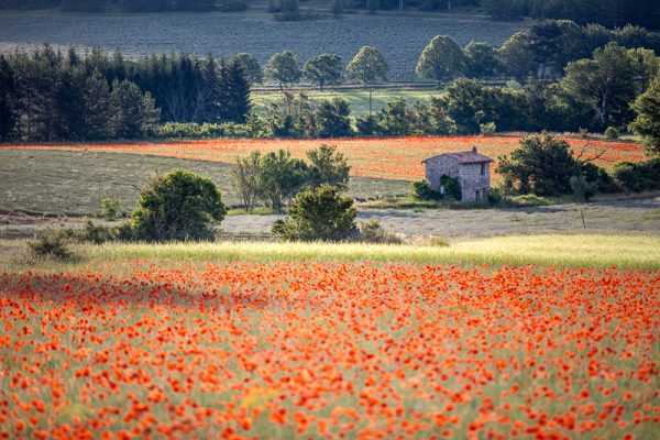 coquelicots, Provence