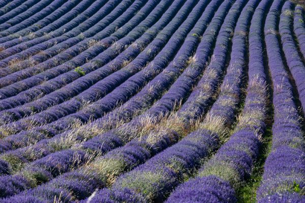 champ de lavande en fleur, Provence