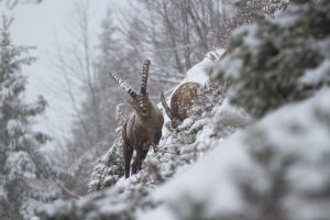 bouquetin en hiver, parc naturel régional de Chartreuse