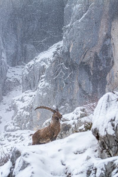 au royaume du bouquetin, parc naturel régional de Chartreuse, stage photo bouquetin