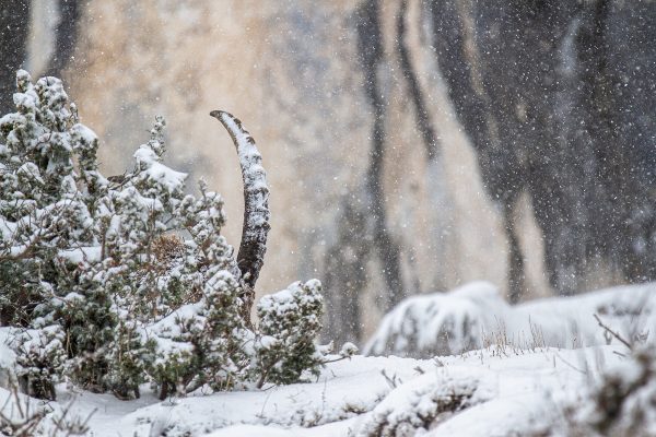 apparition, bouquetin dans le parc naturel régional de Chartreuse