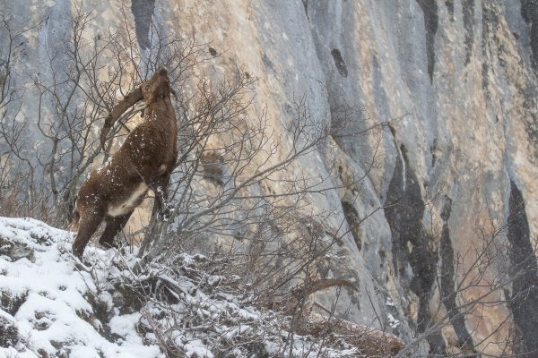 bouquetin en hiver, parc nature regional de Chartreuse