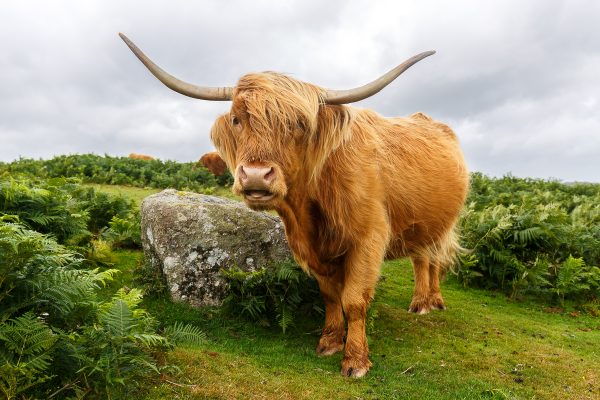 highland cattle, ou vache de race Highland dans le parc national du Dartmoor, Devon, Angleterre