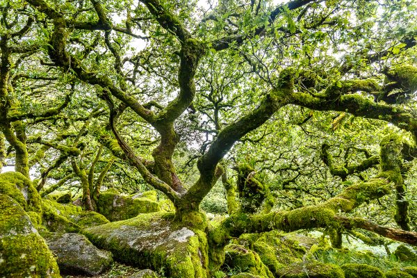 Wistman's wood, voyage photo Devon, parc national du Dartmoor