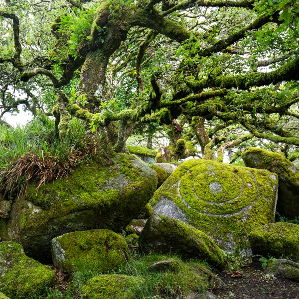 Wistman's wood, voyage photo Devon, parc national du Dartmoor