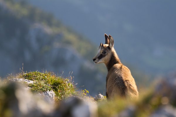 éterlou, jeune chamois de Chartreuse, stage rando-photo en Chartreuse