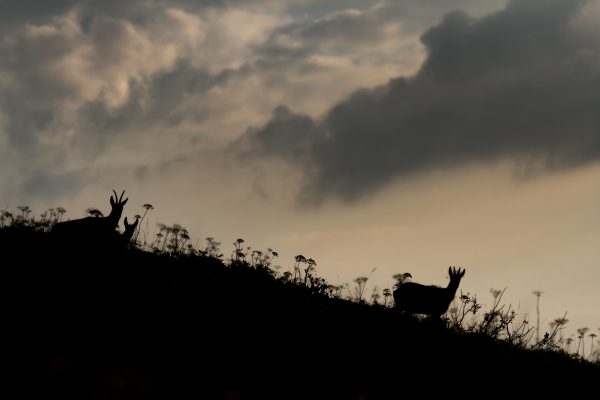 chamois en ombre chinoise au lever du jour, Chartreuse, Isère