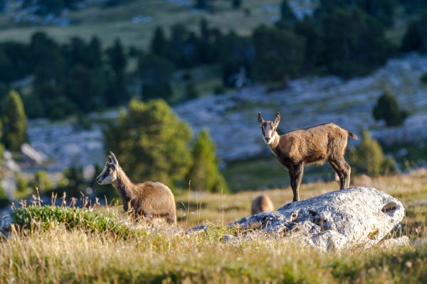 jeunes chamois, stage rando-photo en Chartreuse