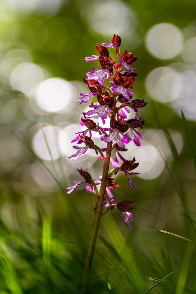 otchis purpurea, stage photo nature en Chartreuse