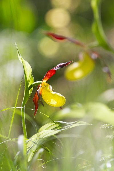 sabot de Vénus, Cypripedium calceolus, stage photo nature en Chartreuse